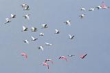 Egrets & Spoonbills In Flight_31919